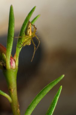 Ormanda bir ağ üzerinde zıplayan örümcek, fotoğrafa yakın çekim