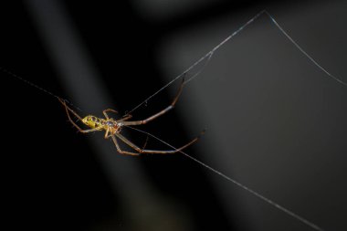 Ormanda bir ağ üzerinde zıplayan örümcek, fotoğrafa yakın çekim