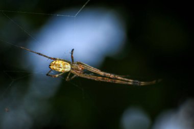 Ormanda bir ağ üzerinde zıplayan örümcek, fotoğrafa yakın çekim