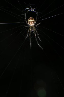 Ormanda bir ağ üzerinde zıplayan örümcek, fotoğrafa yakın çekim