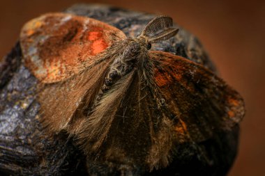 Siyah bir taşın üzerindeki ölü güve, Gece Kelebeği. Makro fotoğrafçılık