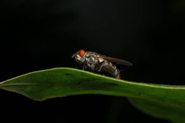 Condylosylus doğada yaprak üzerinde uçar, Condylosyostylusis, Dolichopodidae familyasından bir kuş cinsidir. Alt ailedeki en büyük ikinci cinstir.