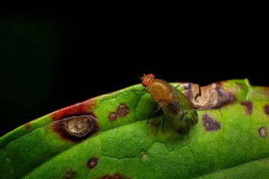 Condylosylus doğada yaprak üzerinde uçar, Condylosyostylusis, Dolichopodidae familyasından bir kuş cinsidir. Alt ailedeki en büyük ikinci cinstir.