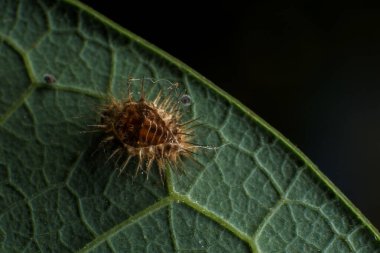 Yeşil yapraklı tırtıl doğada ya da bahçede