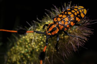 Makro şat Scarab Beetle, turuncu siyah böcek, uzun boynuzlu böcek, Aristobia yaklaşımcısı, bitkinin üstündeki böcek.