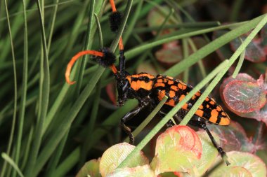 Makro şat Scarab Beetle, turuncu siyah böcek, uzun boynuzlu böcek, Aristobia yaklaşımcısı, bitkinin üstündeki böcek.