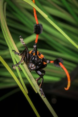 Makro şat Scarab Beetle, turuncu siyah böcek, uzun boynuzlu böcek, Aristobia yaklaşımcısı, bitkinin üstündeki böcek.