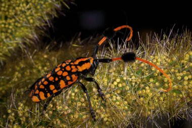 Macro shot of Scarab Beetle, orange black beetle, long-horned beetle, Aristobia approximator, beetle on plant clipart