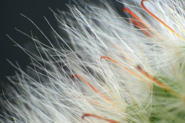 Mammillaria Kaktüsü, Mammillaria Ofisi, sığ alan derinliği