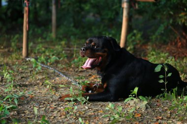 Rottweiler gün batımında bahçede. Rottweiler köpeği yerde yatıyor ve esniyor.