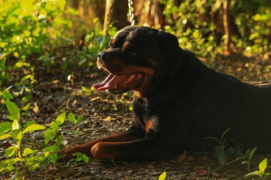 Rottweiler gün batımında bahçede. Rottweiler köpeği yerde yatıyor ve esniyor.