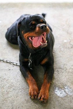 Rottweiler gün batımında bahçede. Rottweiler köpeği yerde yatıyor ve esniyor.