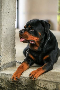 Rottweiler gün batımında bahçede. Rottweiler köpeği yerde yatıyor ve esniyor.