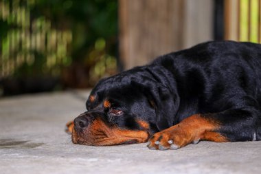 Rottweiler gün batımında bahçede. Rottweiler köpeği yerde yatıyor ve esniyor.