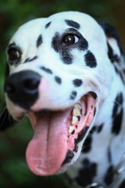 Dalmaçyalı köpek bahçede, güzel bir an. 