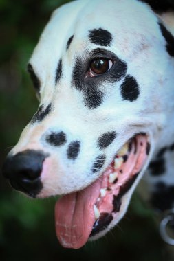 Dalmaçyalı köpek bahçede, güzel bir an. 