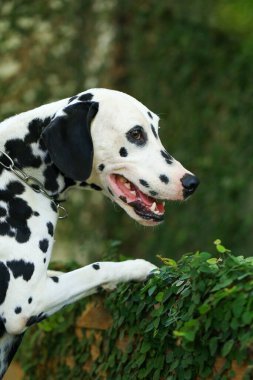Dalmaçyalı köpek bahçede, güzel bir an. 