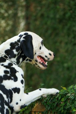 Dalmaçyalı köpek bahçede, güzel bir an. 