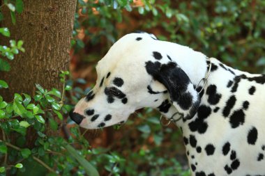 Dalmaçyalı köpek bahçede, güzel bir an. 
