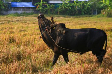 Kırsalda bir tarlada otlayan siyah inek.