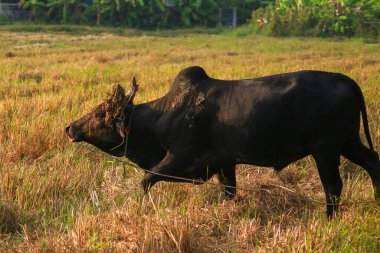 Kırsalda bir tarlada otlayan siyah inek.