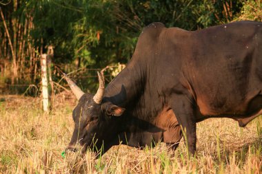 Kırsalda bir tarlada otlayan siyah inek.