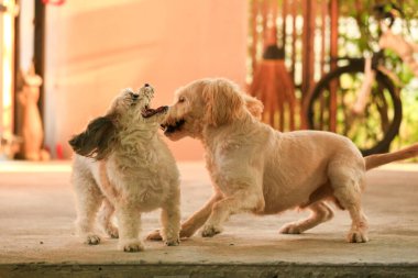 Shih Tzu köpeği ve arkadaşı oynuyor ve kavga ediyorlar. 