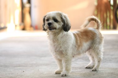 Shih Tzu köpeği ve arkadaşı oynuyor ve kavga ediyorlar. 