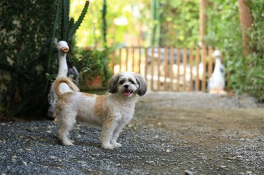 Shih Tzu köpeği ve arkadaşı oynuyor ve kavga ediyorlar. 