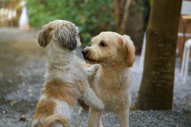 Shih Tzu köpeği ve arkadaşı oynuyor ve kavga ediyorlar. 