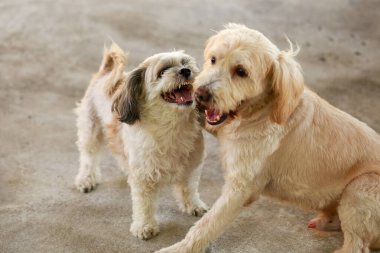 Shih Tzu köpeği ve arkadaşı oynuyor ve kavga ediyorlar. 