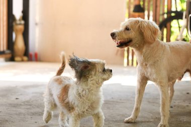 Shih Tzu köpeği ve arkadaşı oynuyor ve kavga ediyorlar. 