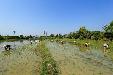 Kadın çiftçi Tayland kırsalında güneşli bir günde pirinç yetiştiriyor..