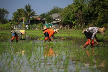 Kadın çiftçi Tayland kırsalında güneşli bir günde pirinç yetiştiriyor..