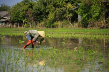 Kadın çiftçi Tayland kırsalında güneşli bir günde pirinç yetiştiriyor..