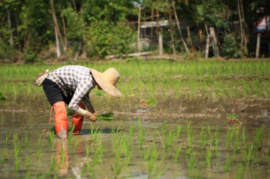 Kadın çiftçi Tayland kırsalında güneşli bir günde pirinç yetiştiriyor..