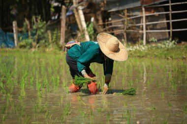 Kadın çiftçi Tayland kırsalında güneşli bir günde pirinç yetiştiriyor..