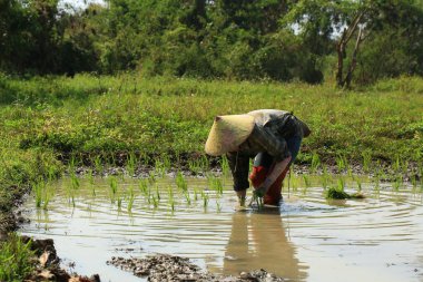 Kadın çiftçi Tayland kırsalında güneşli bir günde pirinç yetiştiriyor..
