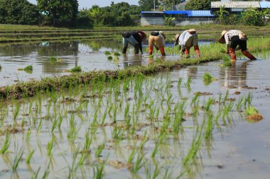 Kadın çiftçi Tayland kırsalında güneşli bir günde pirinç yetiştiriyor..