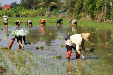 Kadın çiftçi Tayland kırsalında güneşli bir günde pirinç yetiştiriyor..