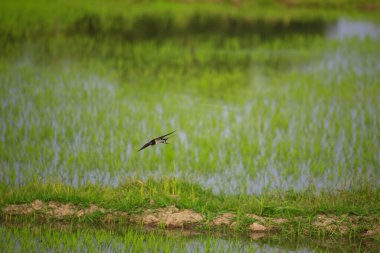 Kuş yeşil pirinç tarlasında avlanıyor.