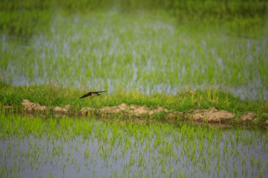 Kuş yeşil pirinç tarlasında avlanıyor.