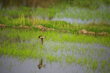 Kuş yeşil pirinç tarlasında avlanıyor.