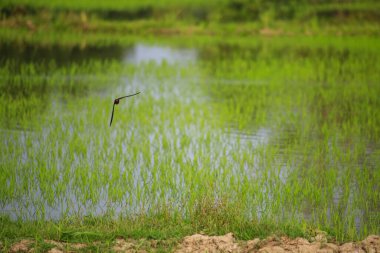 Kuş yeşil pirinç tarlasında avlanıyor.