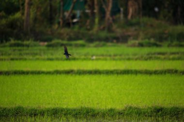 Kuş yeşil pirinç tarlasında avlanıyor.