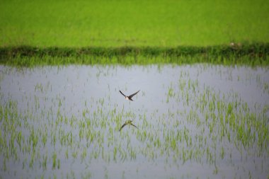 Kuş yeşil pirinç tarlasında avlanıyor.