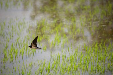 Kuş yeşil pirinç tarlasında avlanıyor.