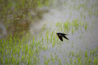 Kuş yeşil pirinç tarlasında avlanıyor.