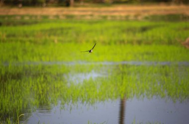 Kuş yeşil pirinç tarlasında avlanıyor.