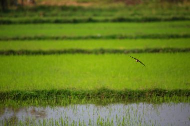 Kuş yeşil pirinç tarlasında avlanıyor.